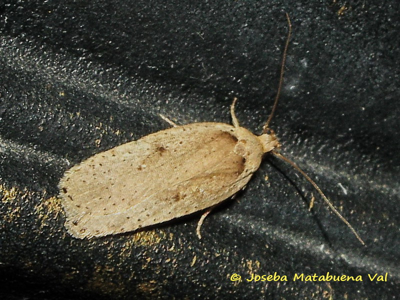 Agonopterix sp. ?